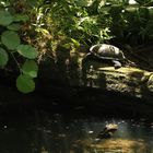 Wasserschildkröte