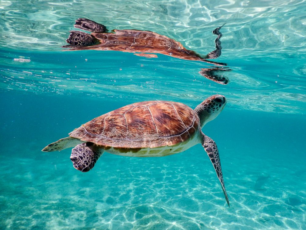 Wasserschildkröte