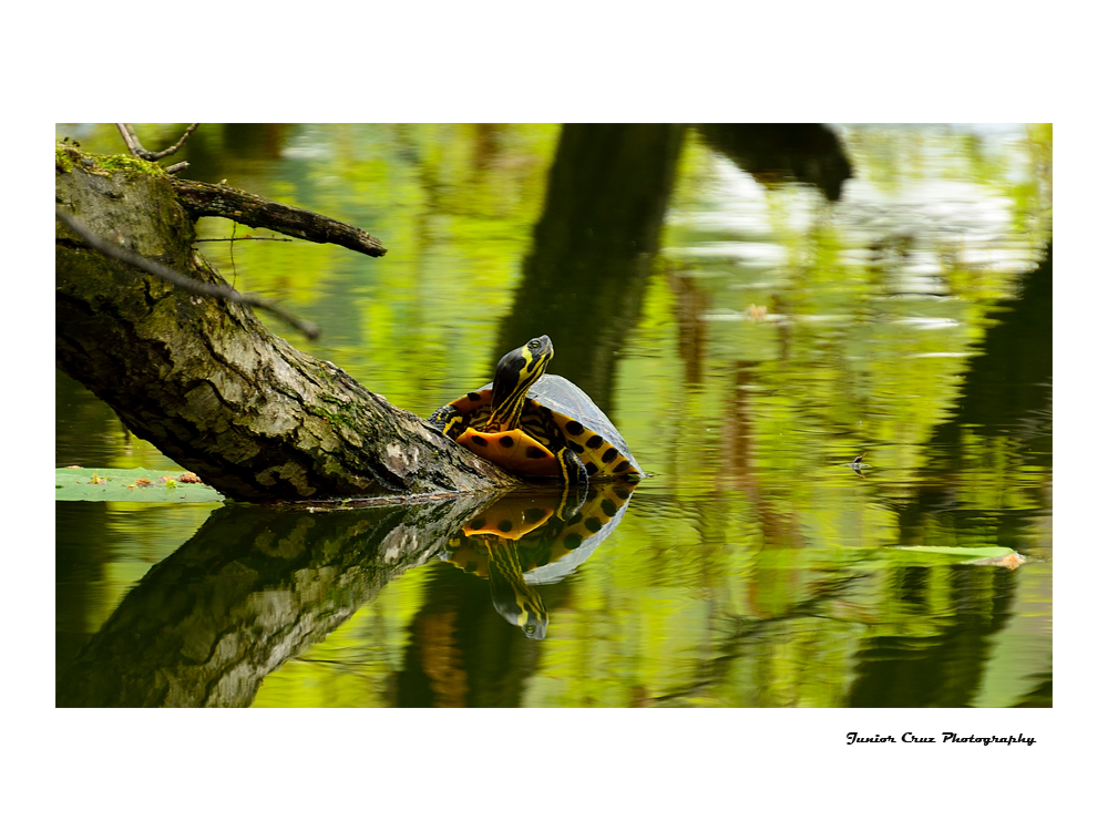 Wasserschildkröte