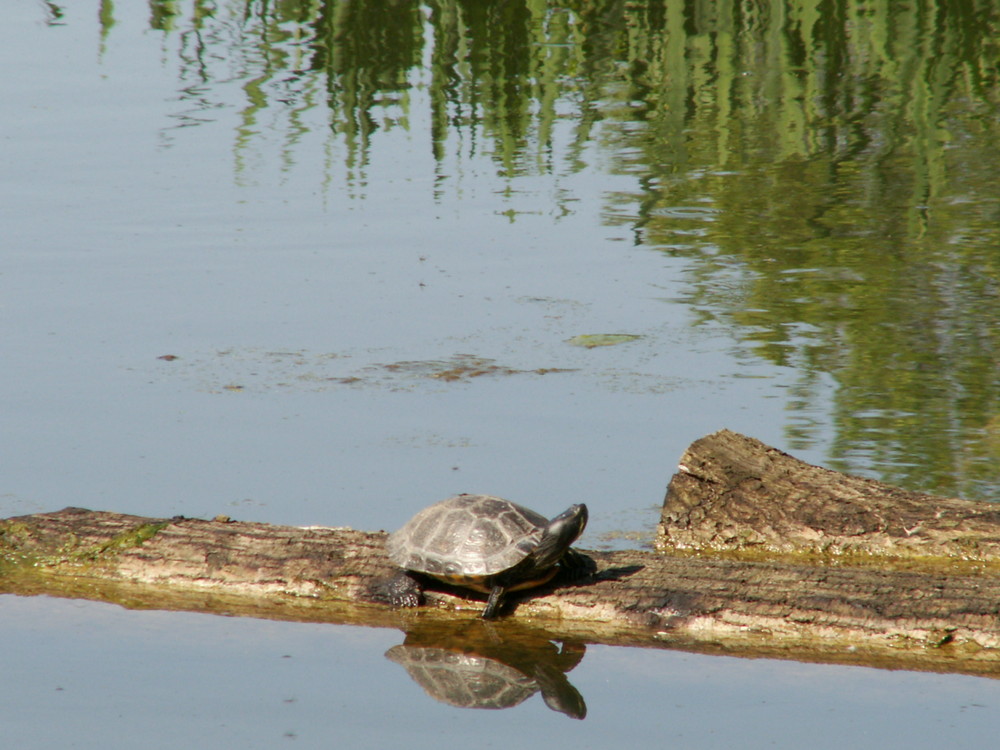 Wasserschildkröte