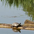 Wasserschildkröte