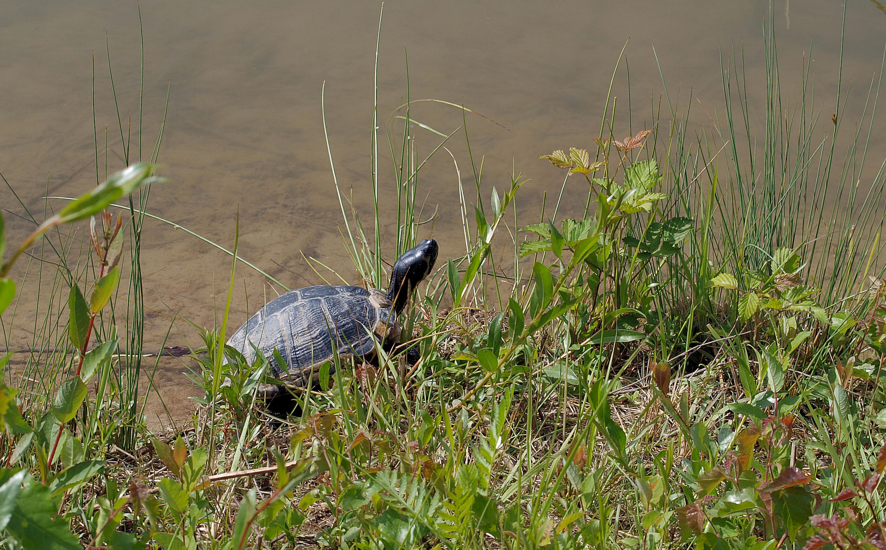 Wasserschildkröte....