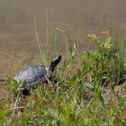 Wasserschildkröte....