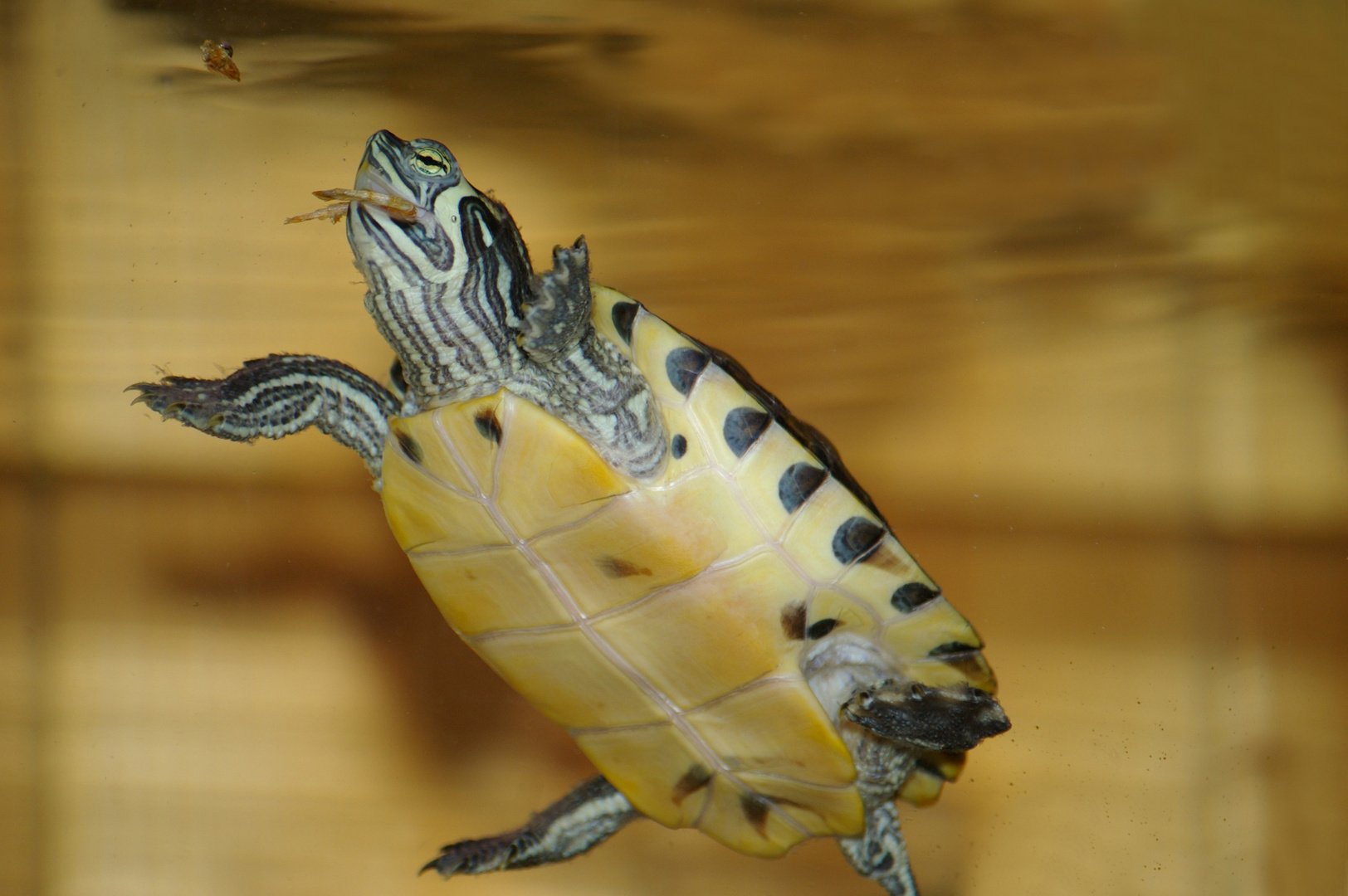 Wasserschildkröte