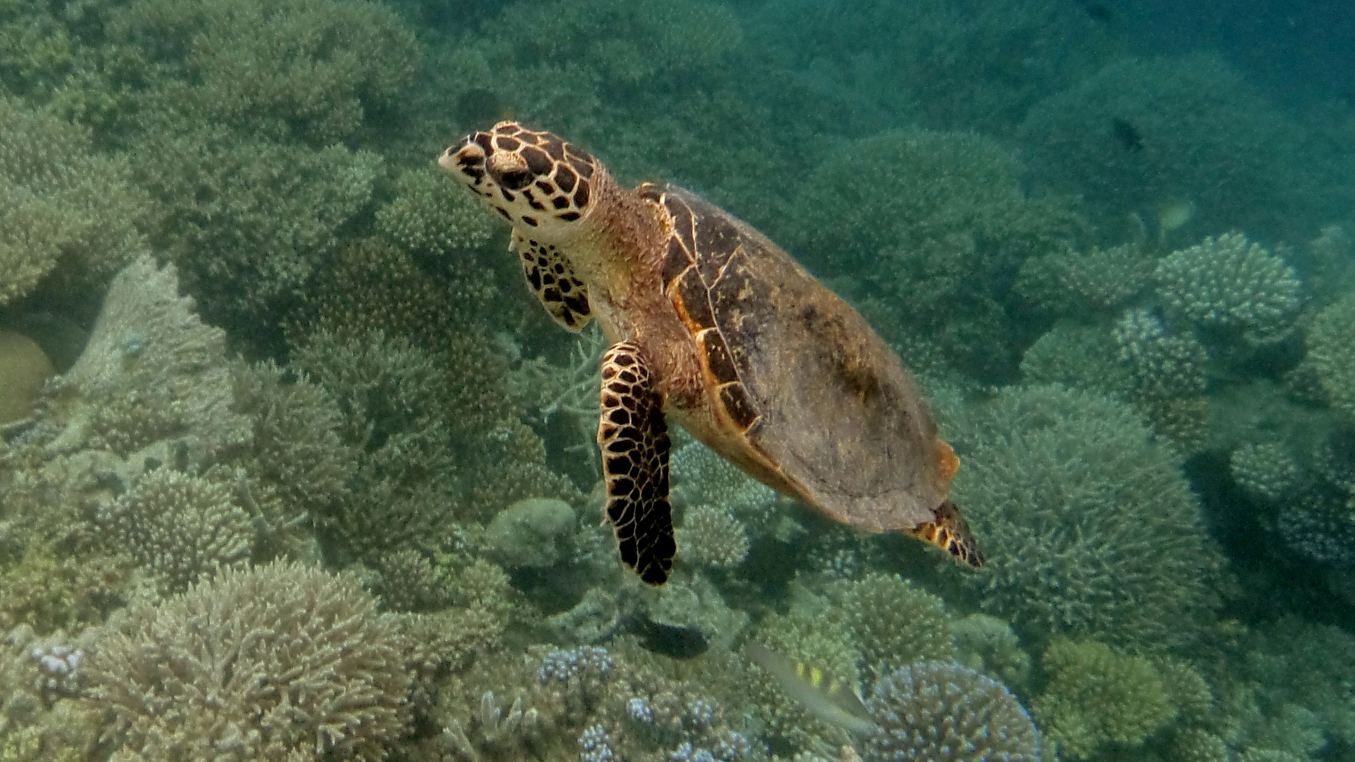 Wasserschildkröte