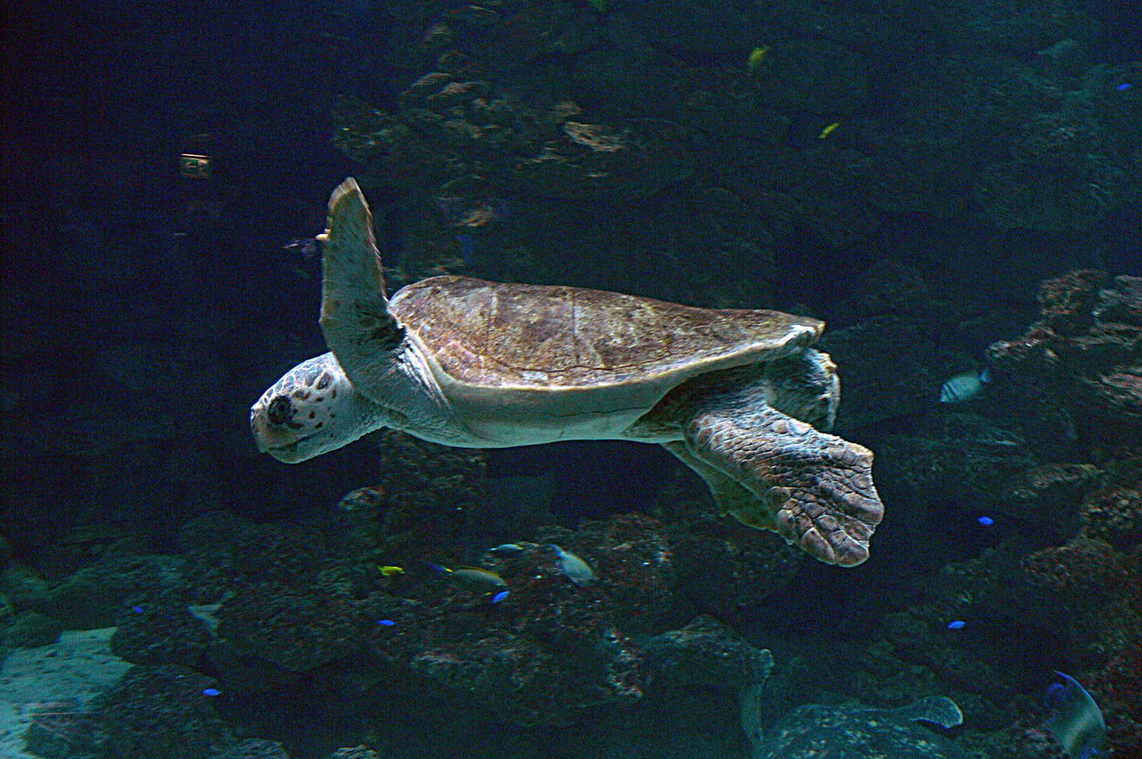 Wasserschildkröte