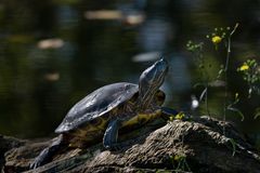 Wasserschildkröte