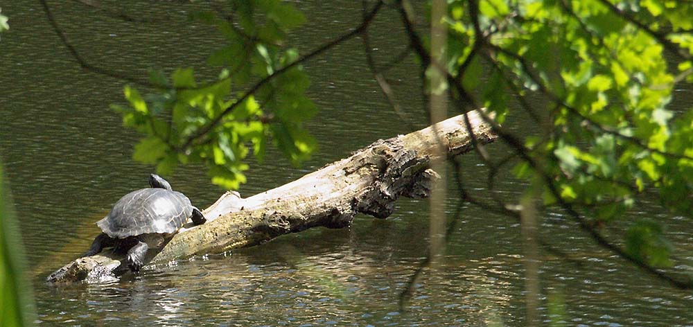 Wasserschildkröte