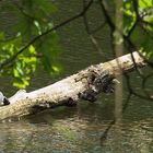 Wasserschildkröte