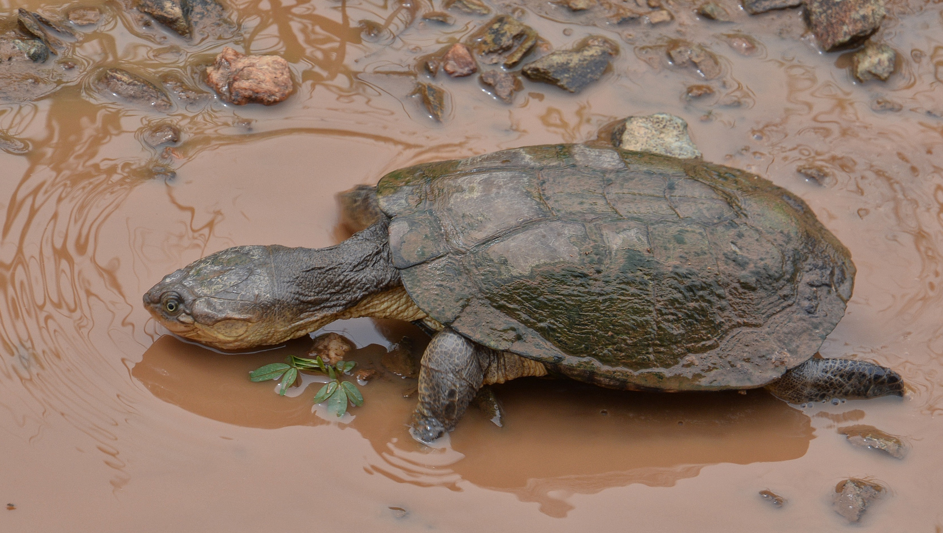 Wasserschildkröte