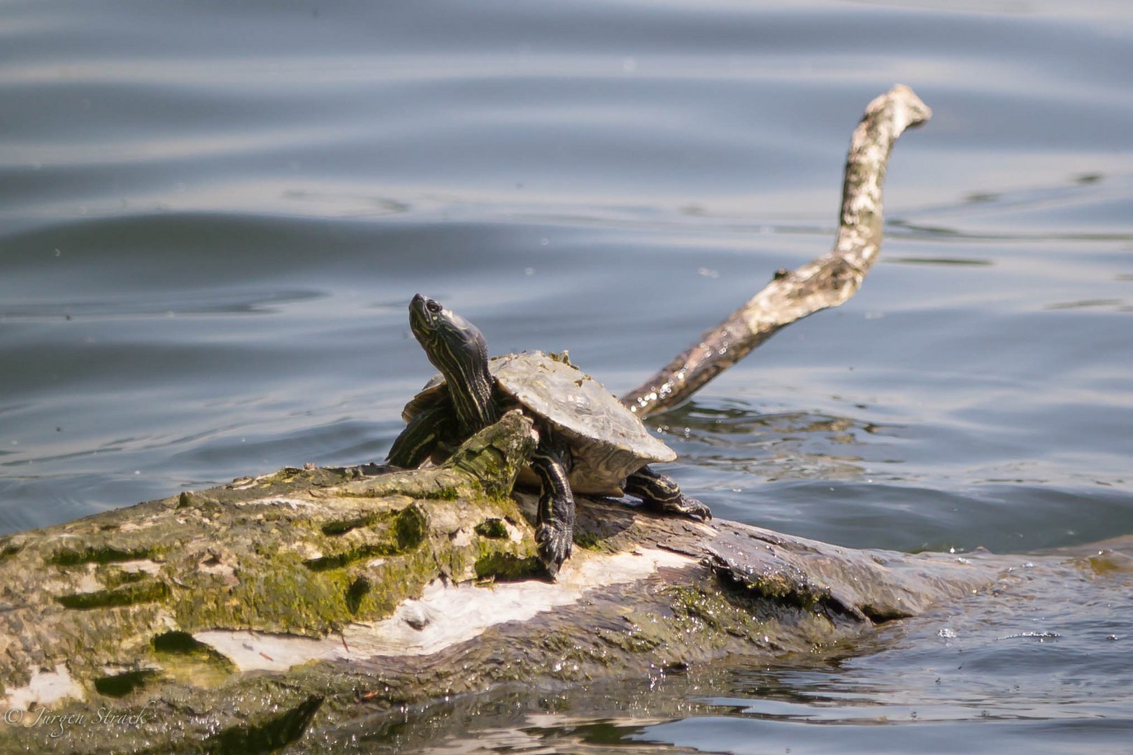 Wasserschildkröte