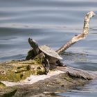 Wasserschildkröte