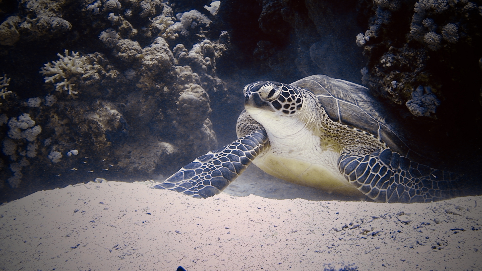 Wasserschildkröte