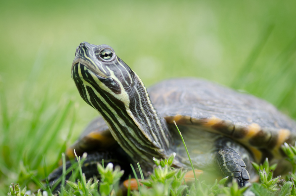 Wasserschildkröte ...