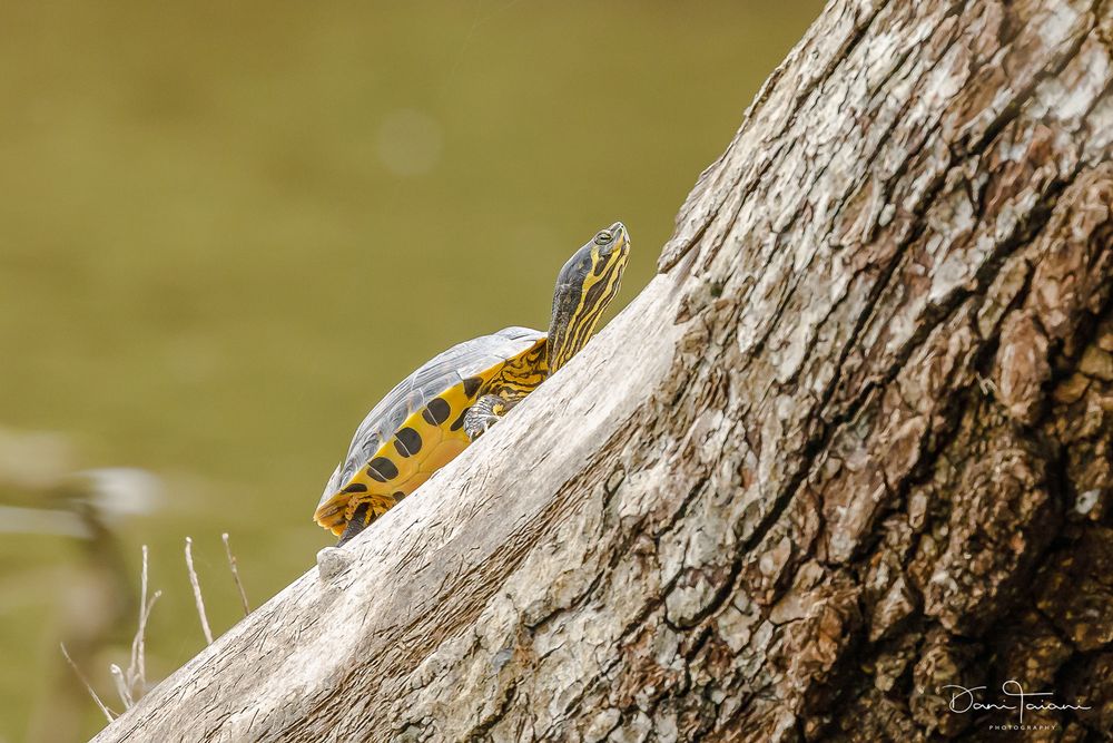 Wasserschildkröte