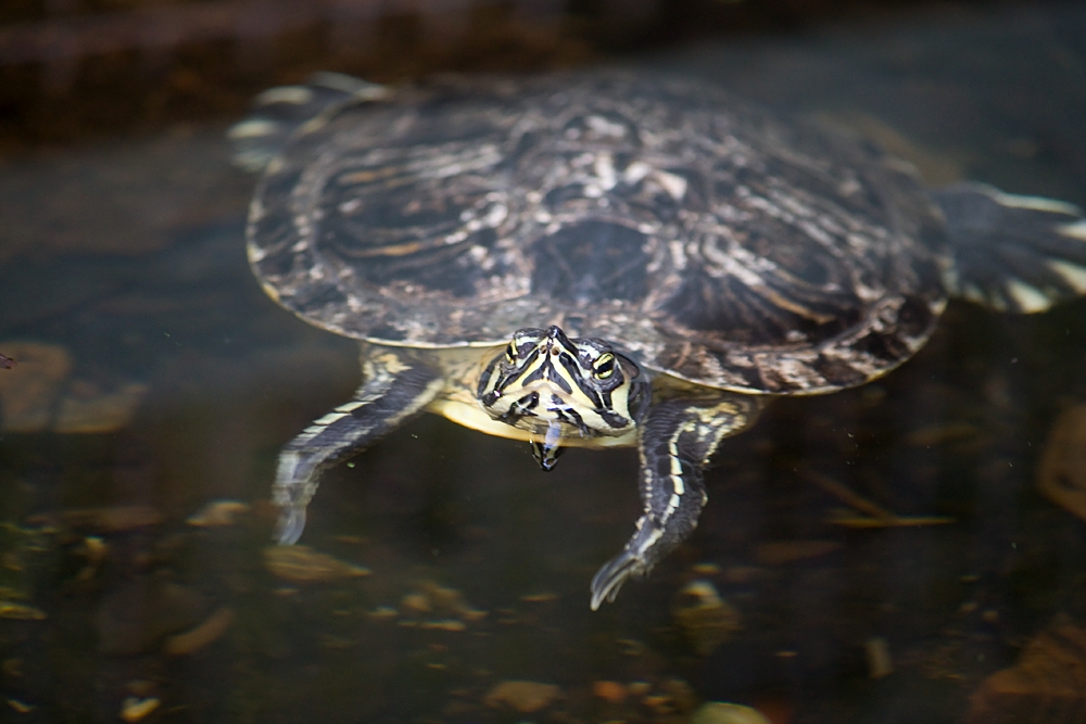 Wasserschildkröte