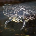 Wasserschildkröte