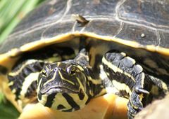 Wasserschildkröte