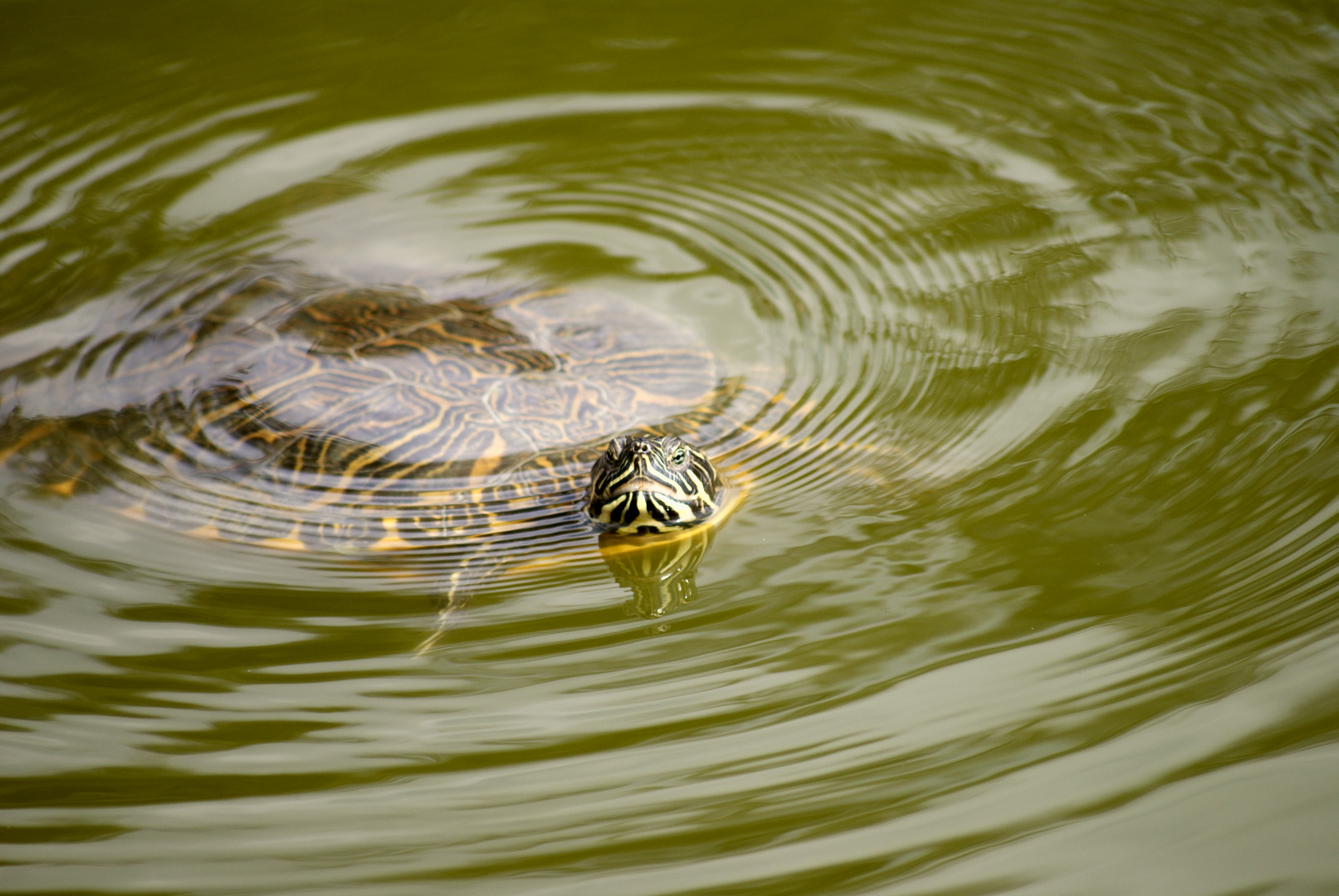 Wasserschildkröte