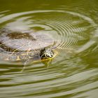 Wasserschildkröte