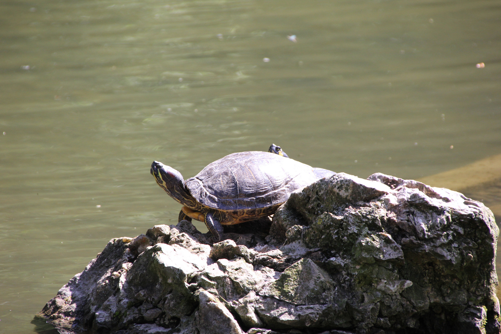 Wasserschildkröte