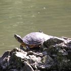 Wasserschildkröte