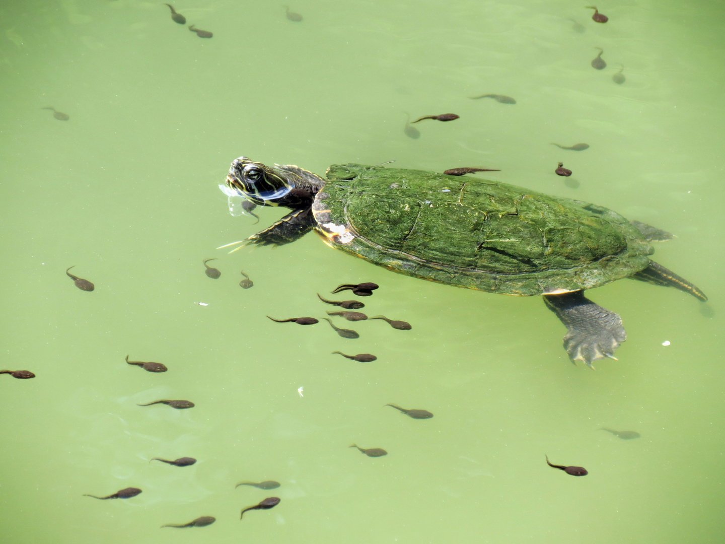 Wasserschildkröte