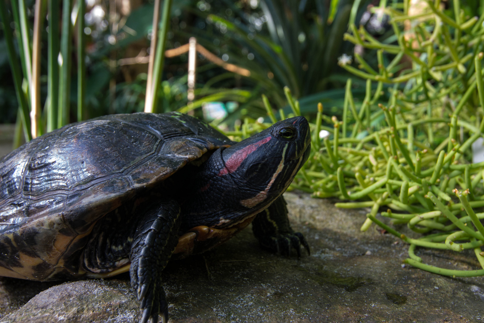 Wasserschildkröte