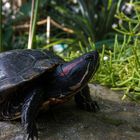 Wasserschildkröte