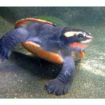 Wasserschildkröte