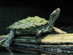 Wasserschildkröte