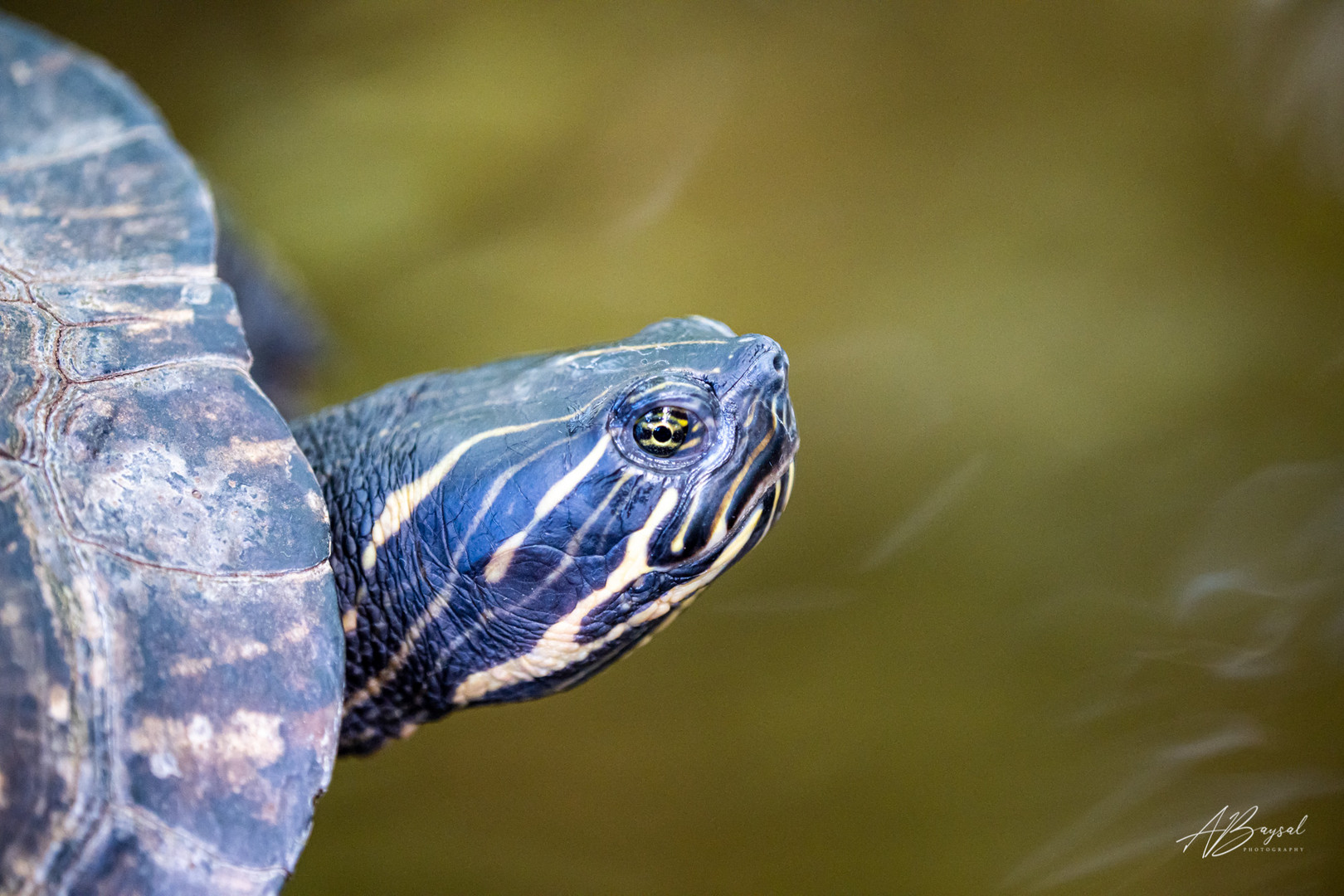 Wasserschildkröte