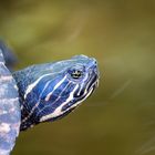 Wasserschildkröte