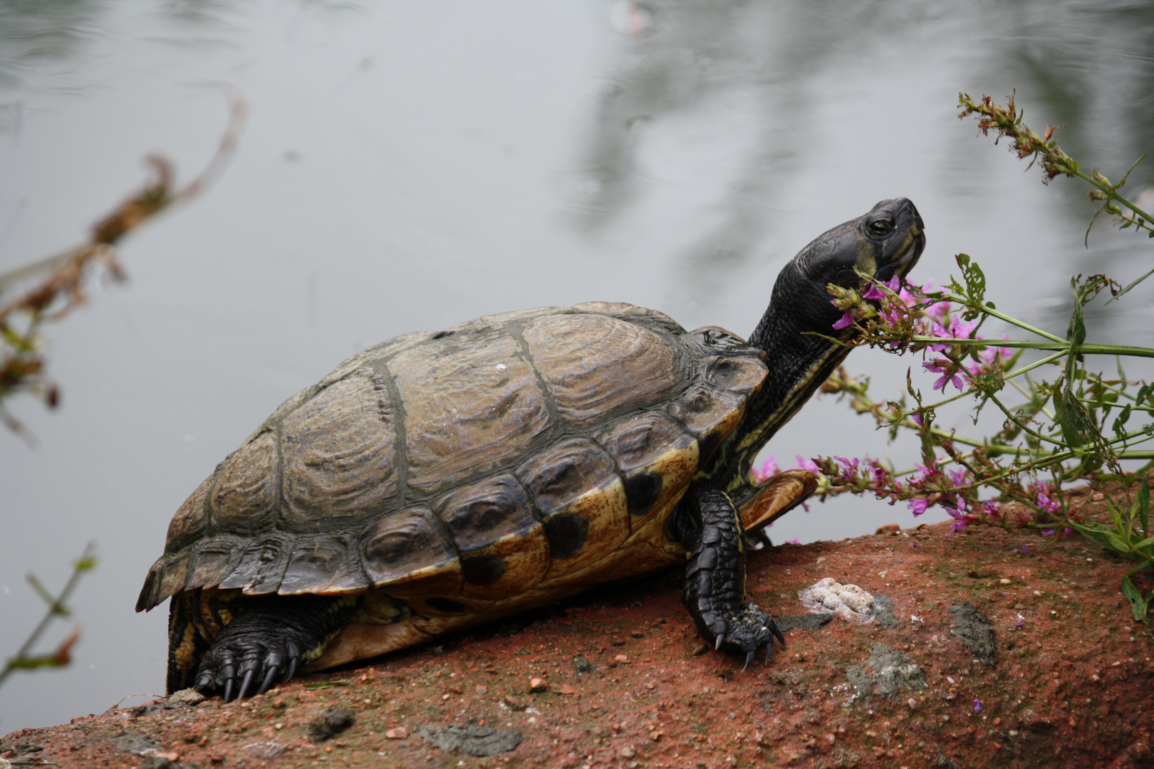 Wasserschildkröte