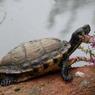 Wasserschildkröte