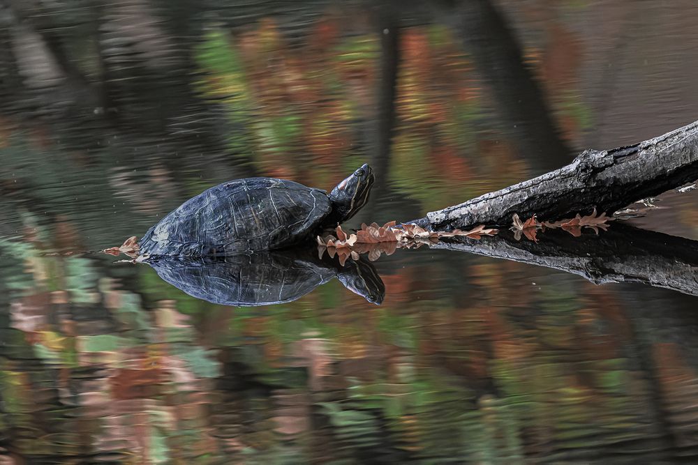 Wasserschildkröte