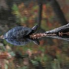 Wasserschildkröte