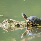 Wasserschildkröte