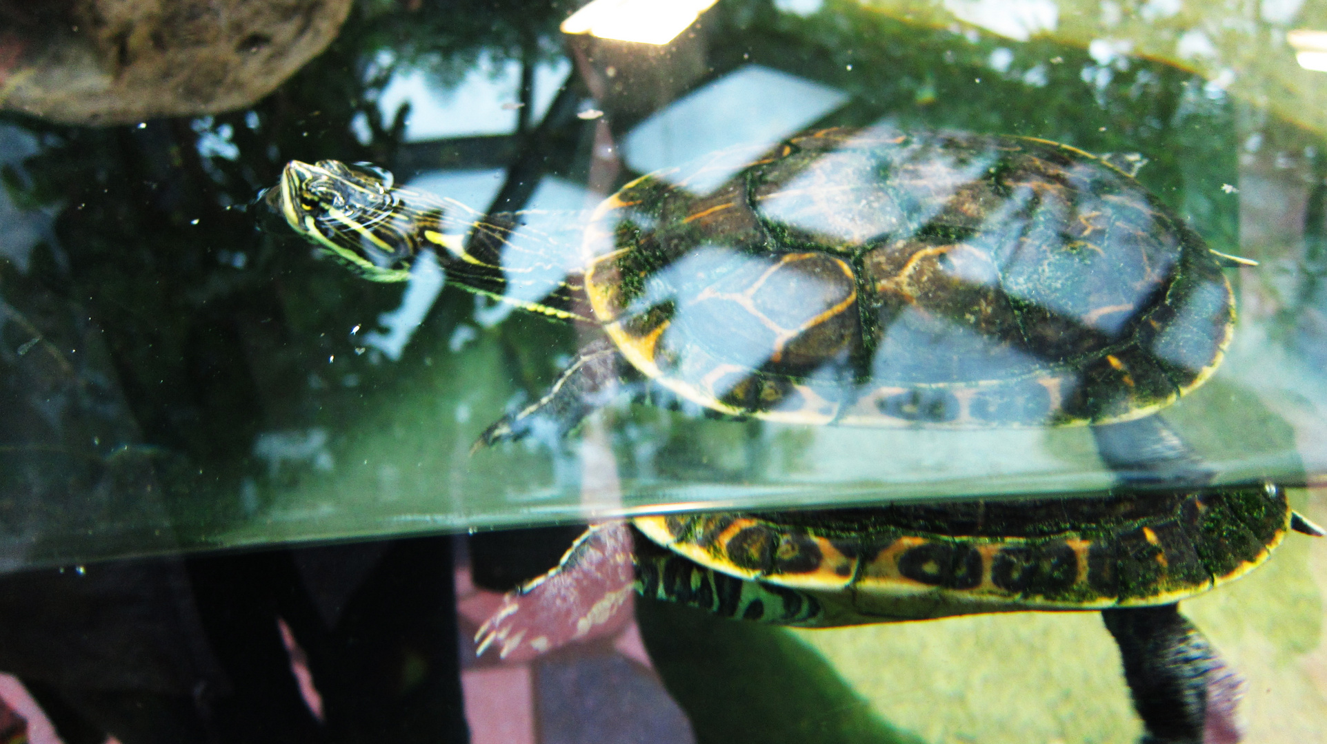 Wasserschildkröte