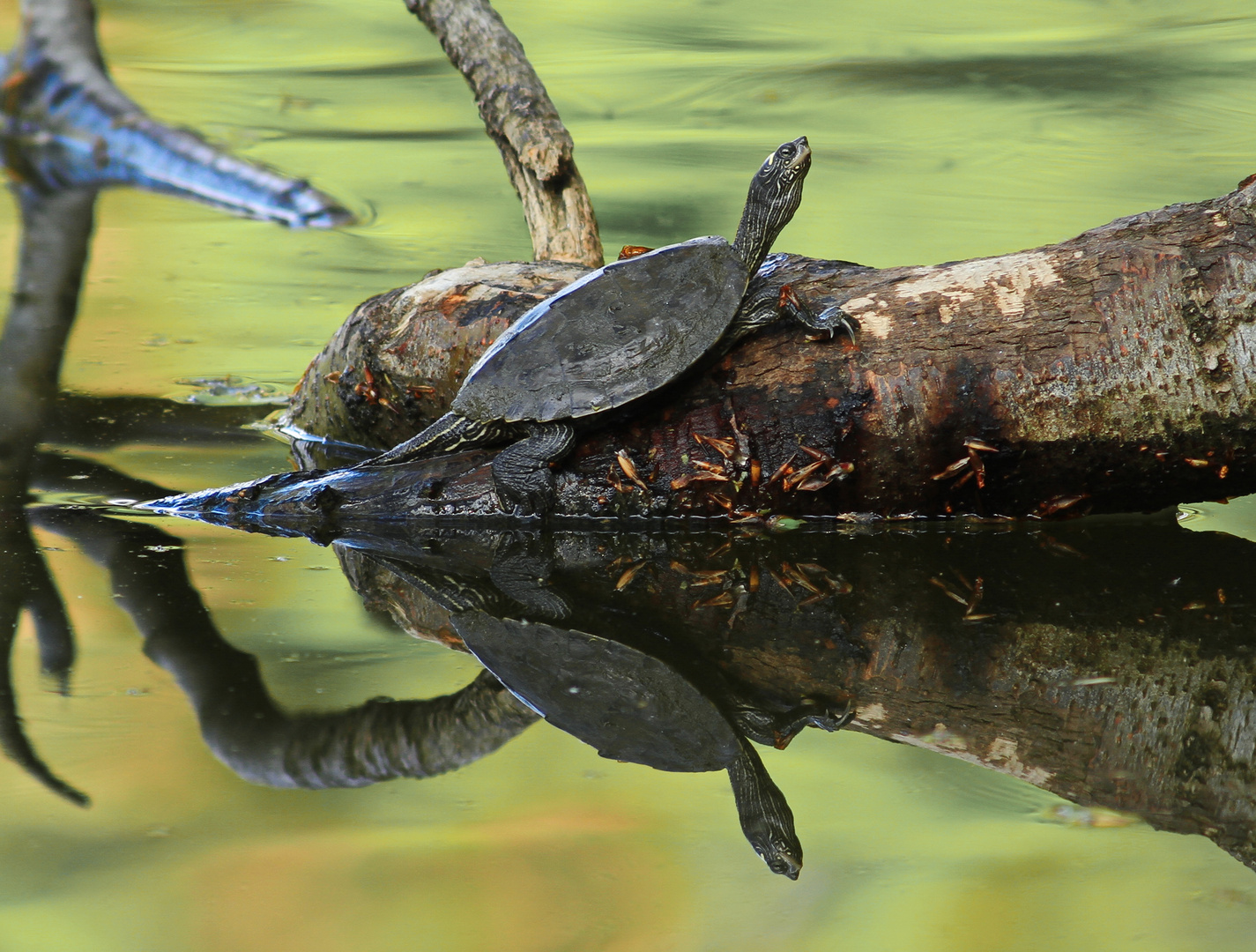 Wasserschildkröte