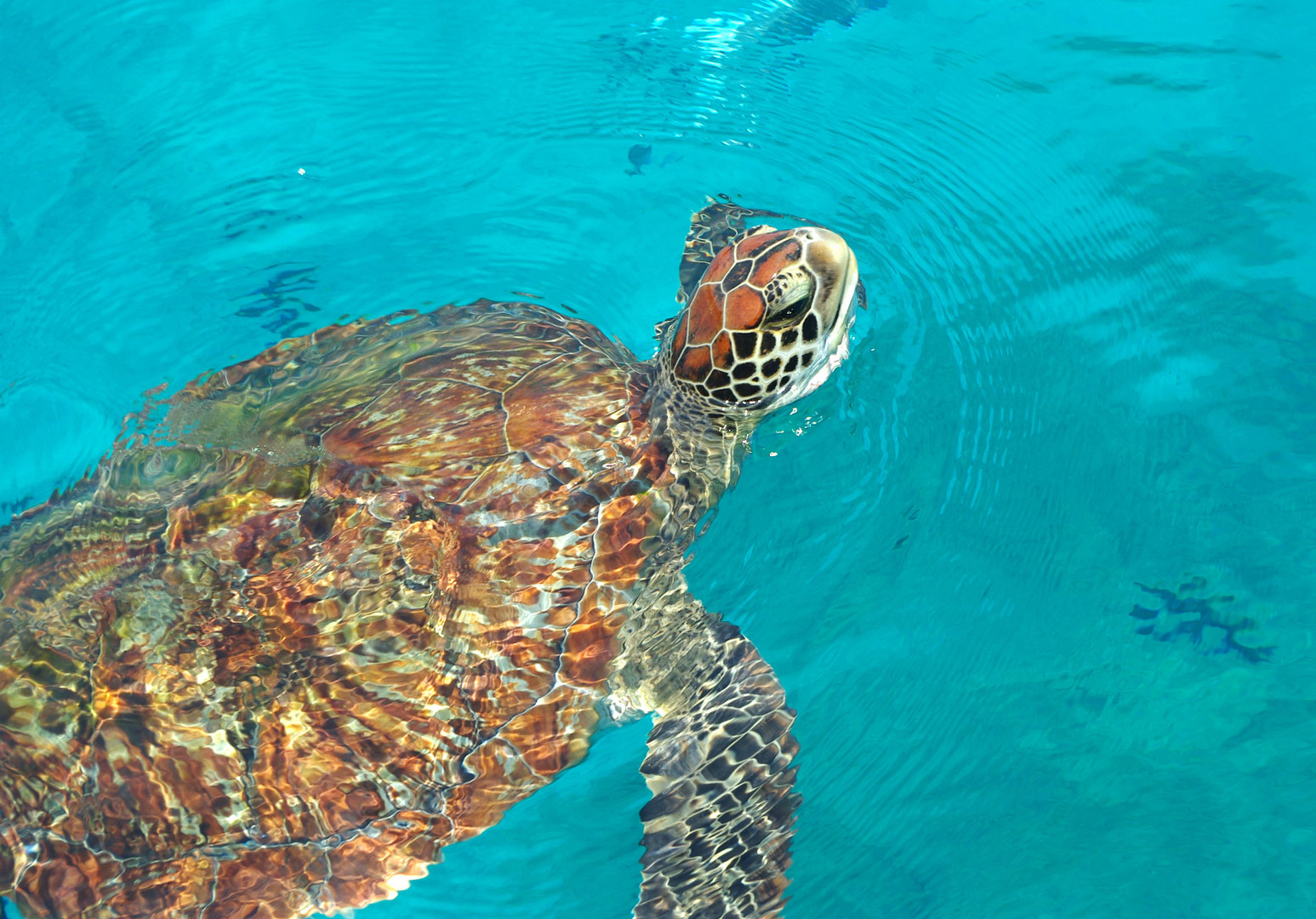 Wasserschildkröte