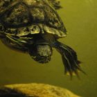 Wasserschildkröte