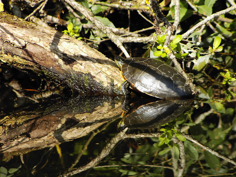 Wasserschildkröte