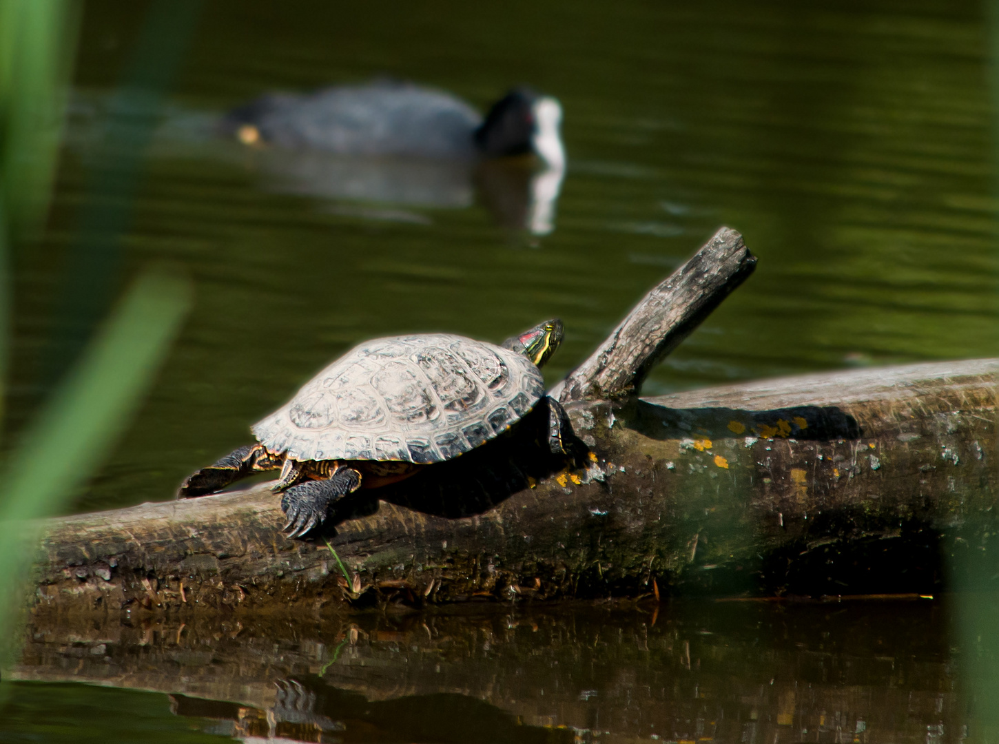 Wasserschildkröte