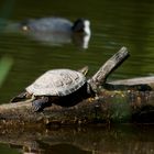 Wasserschildkröte