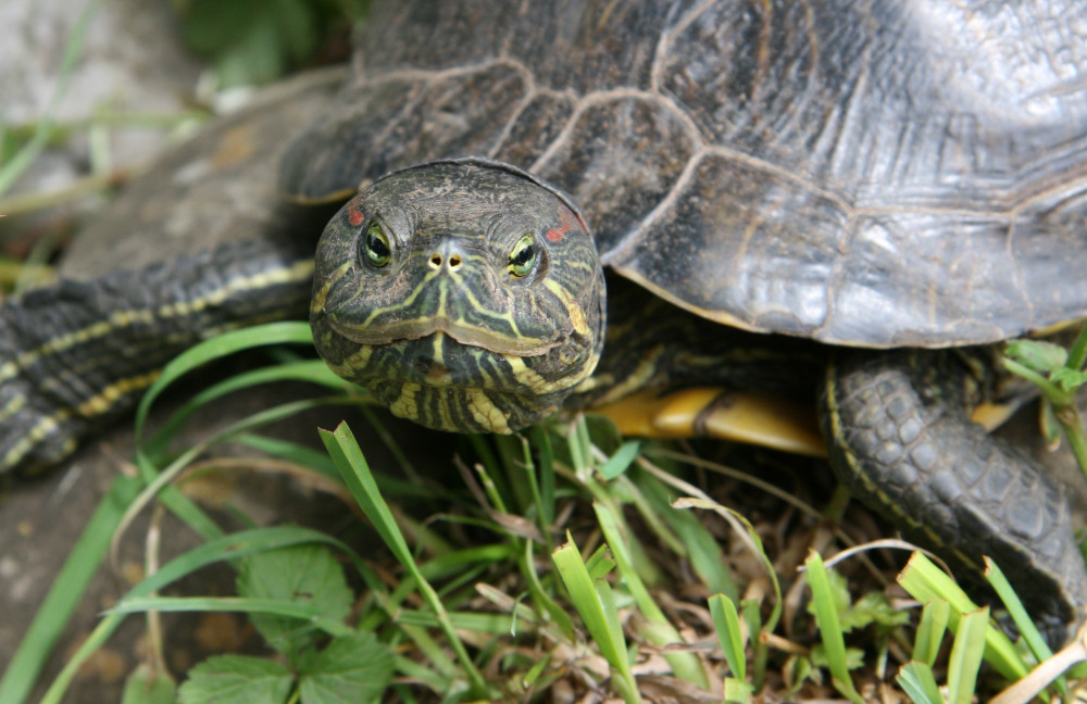 Wasserschildkröte