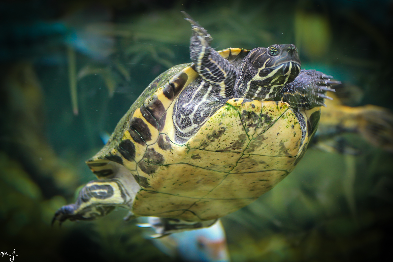 Wasserschildkröte