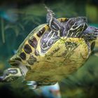 Wasserschildkröte