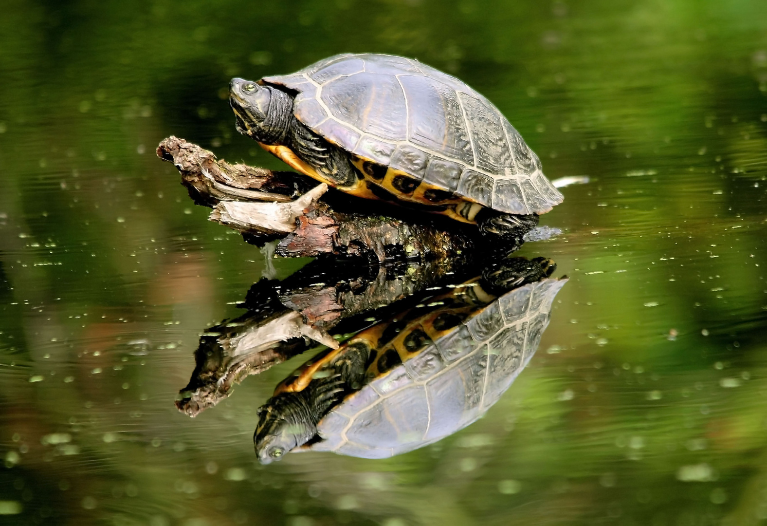 Wasserschildkröte Altarm Ruhr