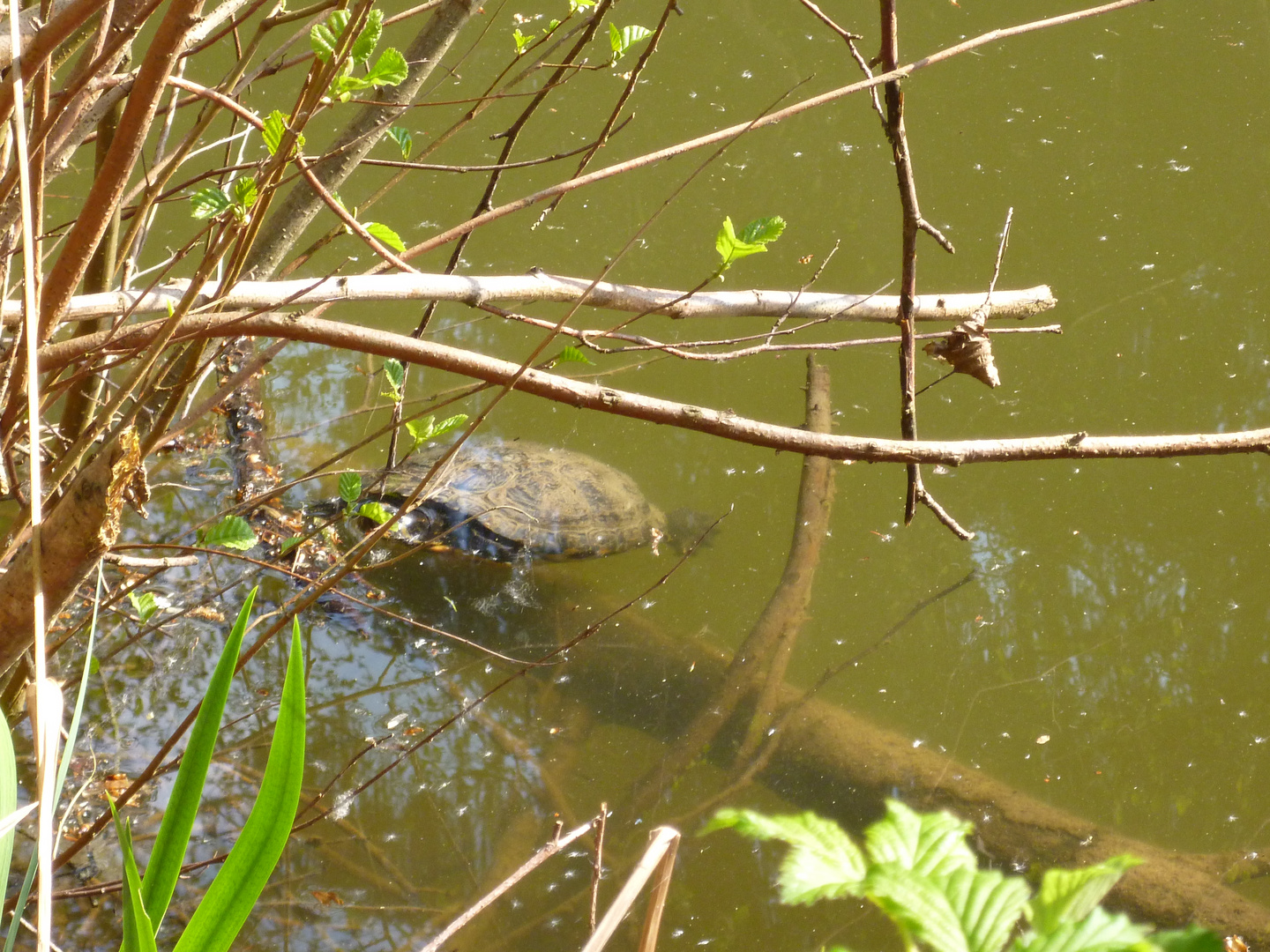 Wasserschildkröte am Linsenholzsee